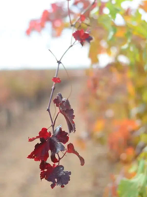 autumn vineyard